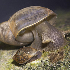 Fossaria truncatula