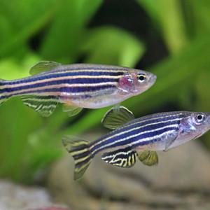 Danio rerio