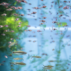 Combien de poissons peut-on mettre dans un aquarium ?