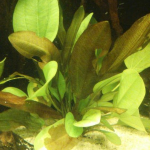 Echinodorus var. "Kleiner Bär"