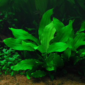 Echinodorus var. ''Gabrielii''