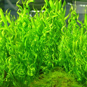 Echinodorus vesuvius