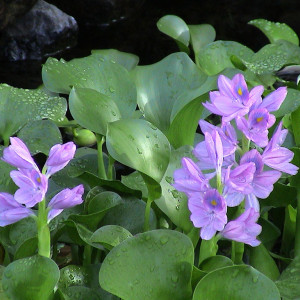 Eichhornia crassipes