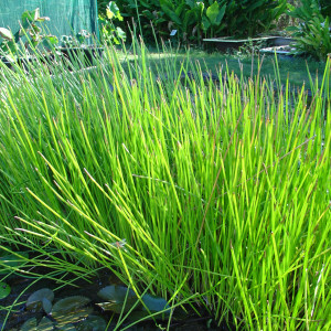 Eleocharis dulcis