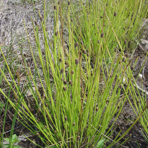 Eleocharis obtusa