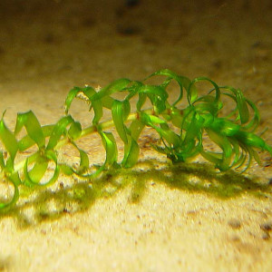 Elodea nuttallii