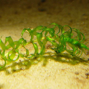 Elodea nuttallii