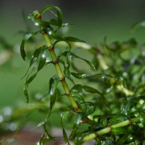 Elodea occidentalis