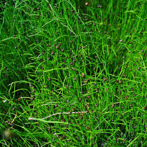 Equisetum scirpoides