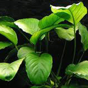 Anubias barteri var. barteri