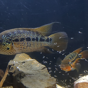 Parachromis Motaguensis