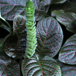 Fittonia argyroneura