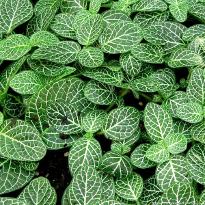 Fittonia verschaffeltii