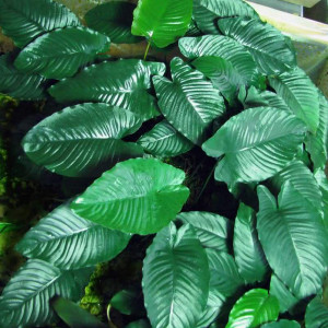 Anubias barteri var. caladiifolia