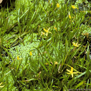 Heteranthera dubia