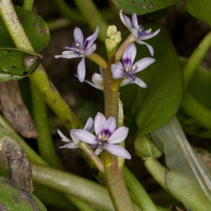 Heteranthera reniformis