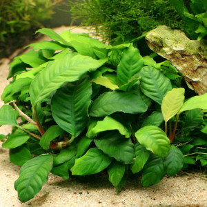 Anubias barteri var. Coffeefolia 