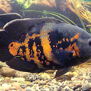 Astronotus ocellatus