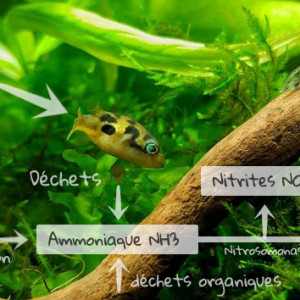 Le cycle de l'azote