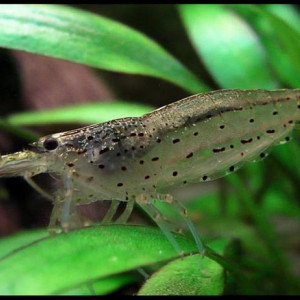 Reproduction de Caridina Multidentata (japonica) : la Méthode Logemann !