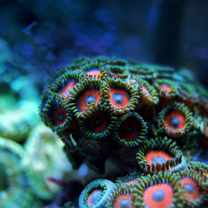 Quelle population pour un nano aquarium en eau de mer ?