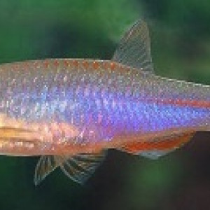 Danio albolineatus