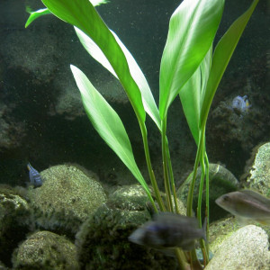 Anubias gigantea