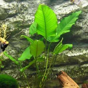 Anubias gilletii