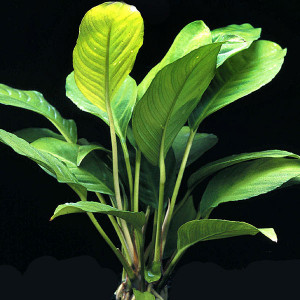 Anubias heterophylla