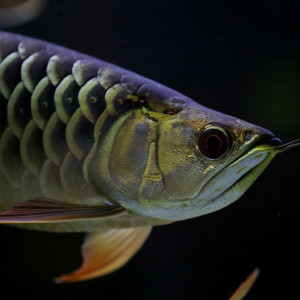 Poisson mystique : le dragon Arowana !