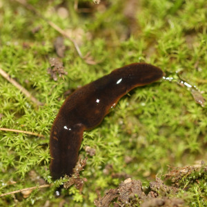 Parasites de l'eau