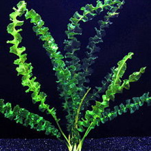 Aponogeton capuronii