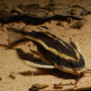 Platydoras costatus