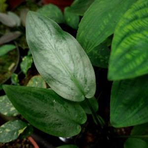 Cryptocoryne Lagenandra Meeboldii Green