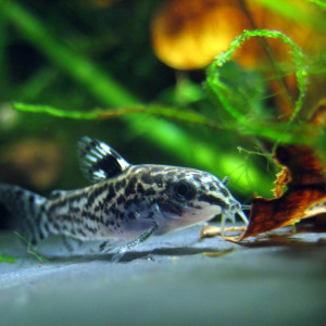 Identification des espèces de corydoras