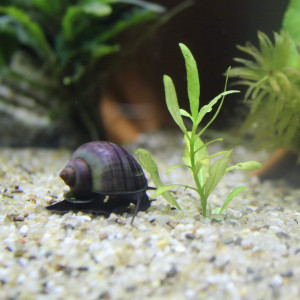 Pomacea bridgesii