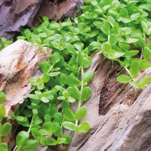 HEMIANTHUS SP. MONTE CARLO