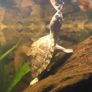 Sternotherus Carinatus