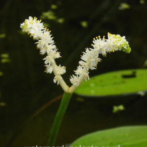 Aponogeton desertorum