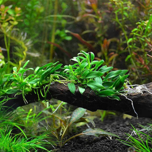 Anubias Barteri Var. Nana 'pangolino'