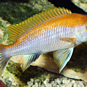 Gephyrochromis lawsi