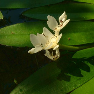 Aponogeton distachyos