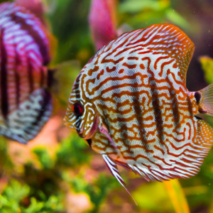 Le discus, le roi des aquariums tropicaux d'eau douce