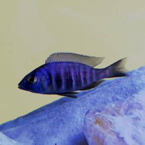 placidochromis sp. blue hongi