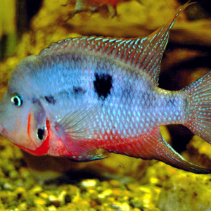 Thorichthys meeki