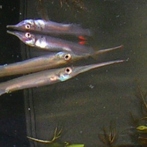 Hemirhamphodon pogonognathus