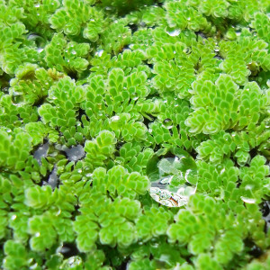 Azolla caroliniana