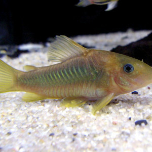 Corydoras melanotaenia