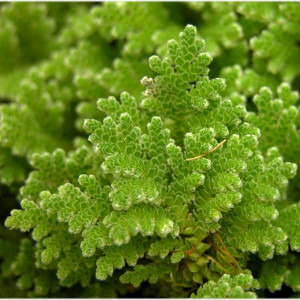 Azolla filiculoïdes