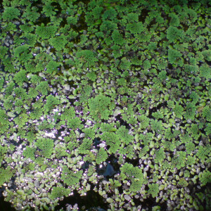 Azolla pinnata